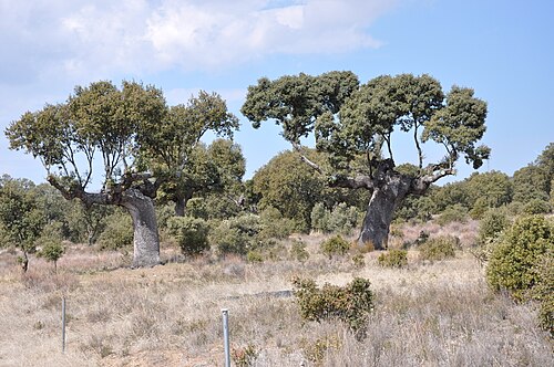 ラ・トーレにある大きなオークの木