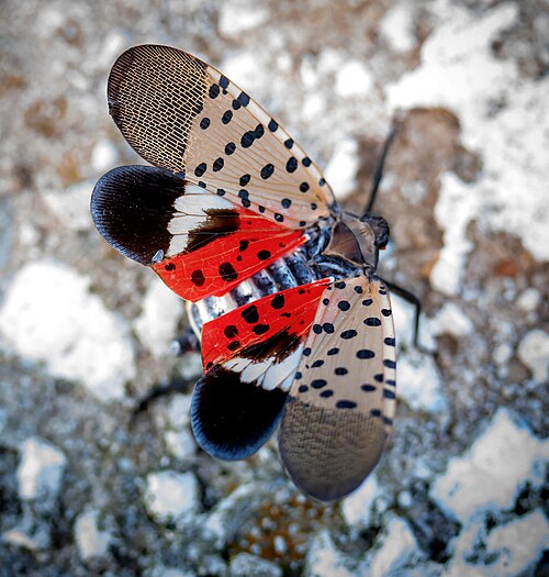 Spotted lanternfly displaying underwing