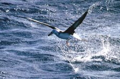 飛び去ろうともがく鳥の写真