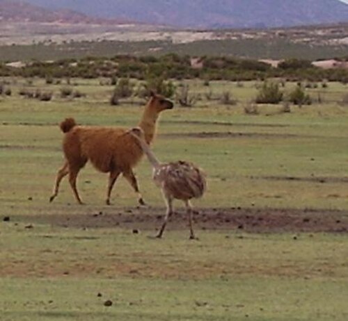 ダーウィンズレア（Rhea pennata garleppi）は、トルコ市のティカ・ウタ牧場で撮影されました。
