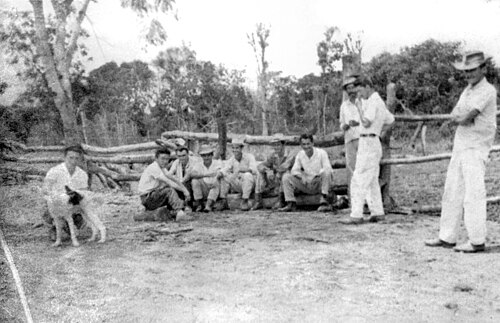 1950 年代から 1960 年代にかけて、ブラジルでコーヒー農園の土地を開拓するために木を切った後に休憩する日系人の子孫のグループとブラジル人。