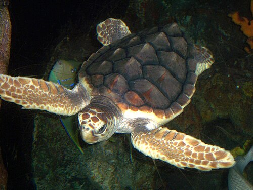 アカウミガメの甲羅の写真