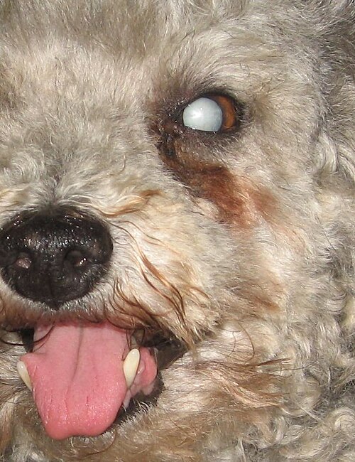 白内障を患った犬の目のクローズアップ画像