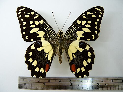 コモンライムバタフライ、P. demoleus