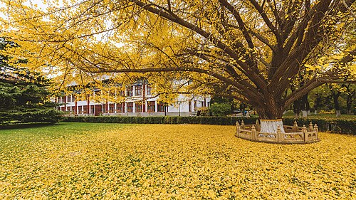 秋の北京大学