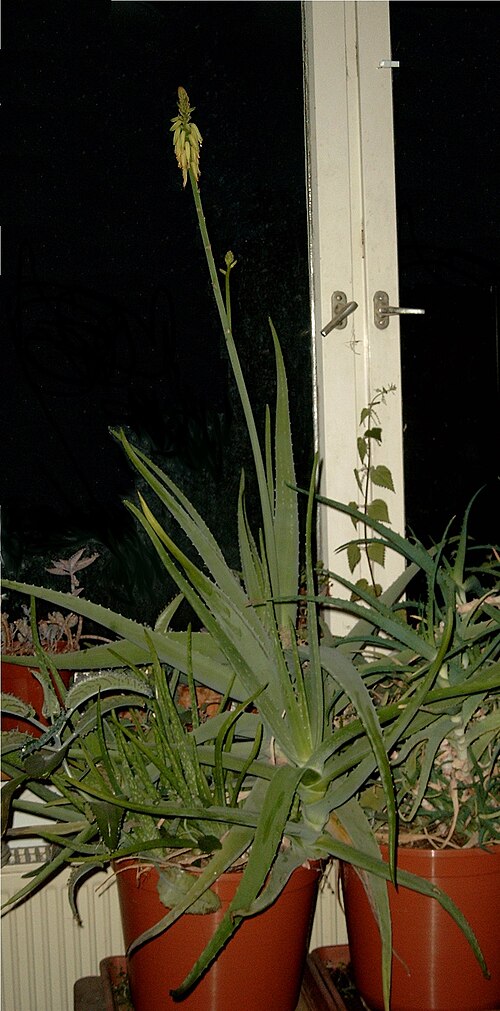 さまざまなサイズの植物