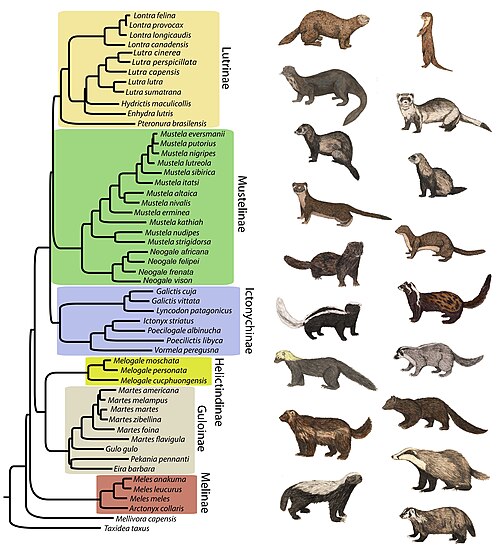 イタチ科の系統樹。推定される79種のイタチ科動物のうち、53種が含まれています。