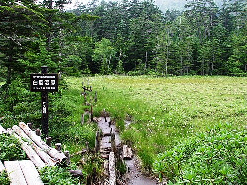 丹生岳へ向かう途中の白駒湿原