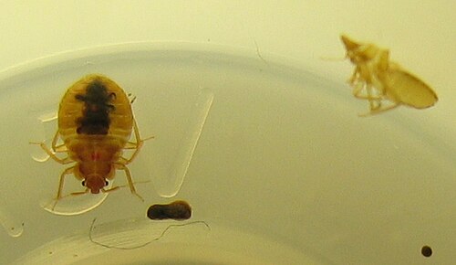 右側は、幼虫期に脱皮したばかりの皮膚です。