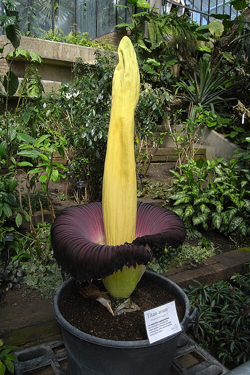 2 つの植物のうちの最初のもの、キュー ガーデン、ロンドン、2009 年 5 月 1 日