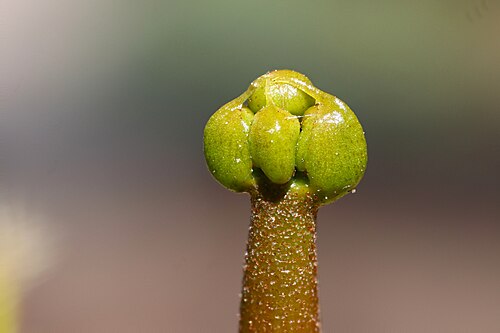 ハエトリソウの花のつぼみ