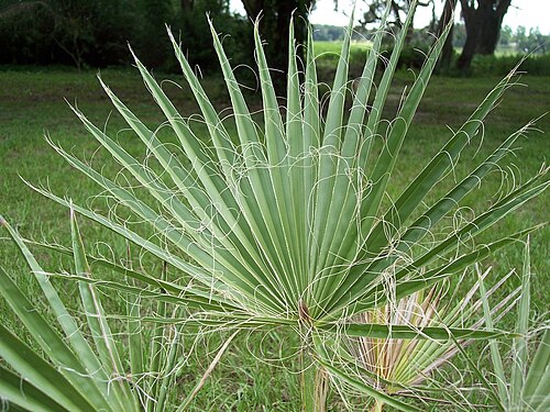 葉片に繊維状の糸がある W. filifera の葉