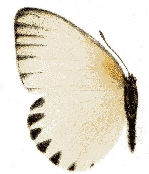 女性