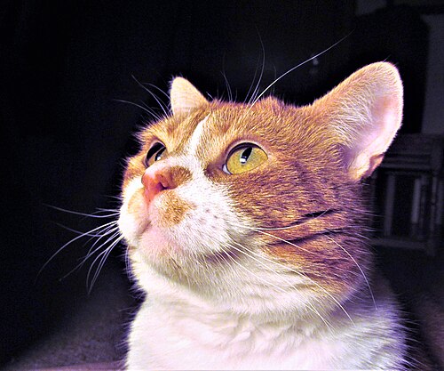 飼い猫の眼窩上触毛と眼窩上大触毛。