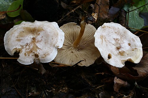 Collybia phyllophila の傘に特徴的なプルイナ