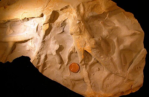 Palaeophycus ichnosp.; オハイオ州ウースターのローガン層（石炭紀前期）から発見された生痕化石