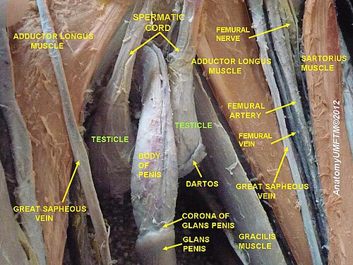 Testicle