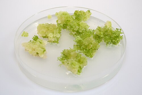 キャプションを参照