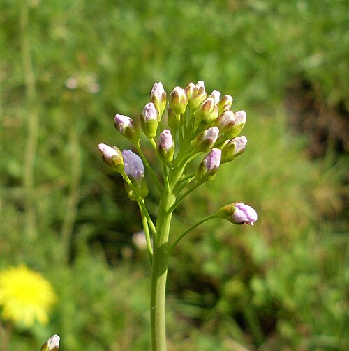 カルダミン・プラテンシスの芽