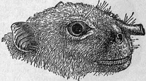 鼻孔が目立つ横顔のメガコウモリの科学的イラスト。それぞれの鼻孔は顔から直角に突き出た明確な管です。