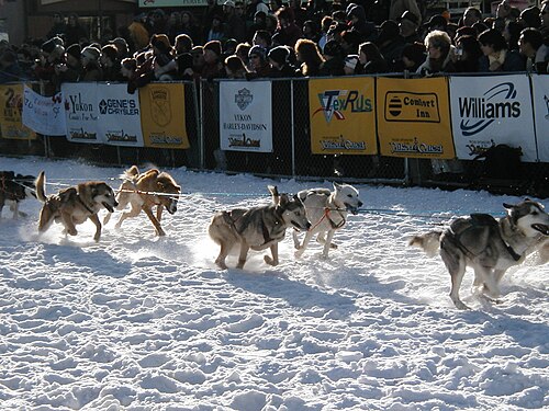 プラカードを掲げたバリケードの後ろで観客が見守る中、ハーネスをつけた犬の列が左から右へと走ります。