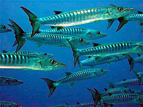 ボラボラ島の Sphyraena putnamae の群れ