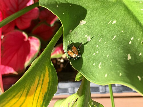 カナダ、オンタリオ州オタワで、カラーリリーを食べているニホンコガネ。