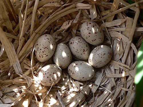 バン（Gallinula chloropus）、小さな卵