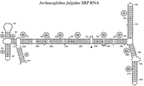 古細菌 SRP RNA Archaeoglobus fulgidus