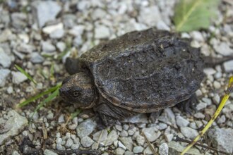 イリノイビーチ州立公園のハイキングコースにいる若い少年
