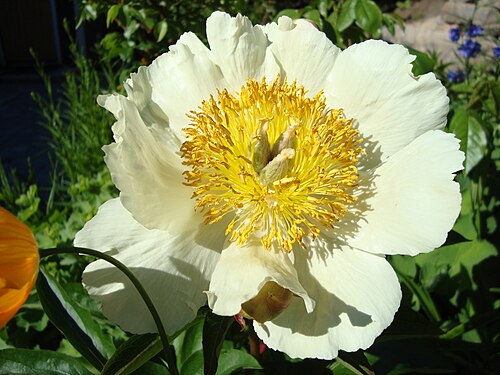 シャクヤク × arendsii 'Claire de Lune'、一重咲き