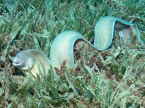 海草に生息するコショウウツボ