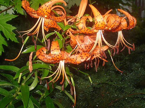 タイガーリリーは、米国東部では庭から逃げ出した植物として発生します。
