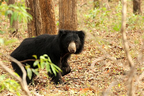 ナマケグマ。この森林には、他にも数種類の大型（そして危険な）哺乳類が生息している。