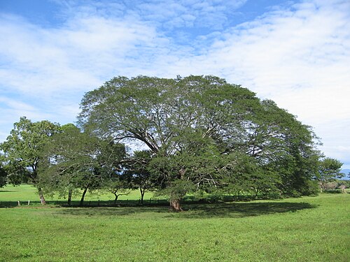 広い樹冠を持つ大きな緑の木 (Enterolobium cyclocarpum 種) が緑の草原に立っています。空は青く、白い雲が浮かんでいます。