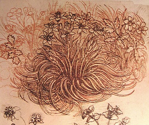 ダ・ヴィンチによる花の絵