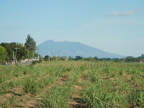 カパス畑から見たアラヤット山