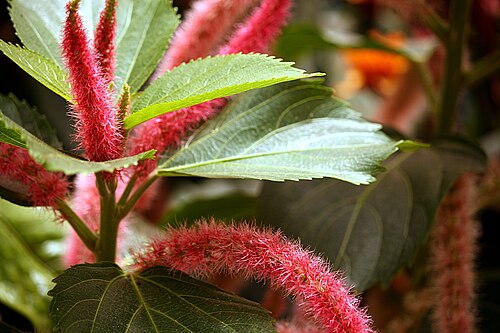 カッツェンシュヴェンツヒェン - Acalypha hispida