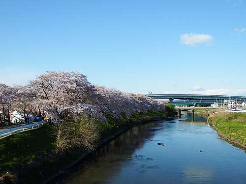 五条川と川辺の桜