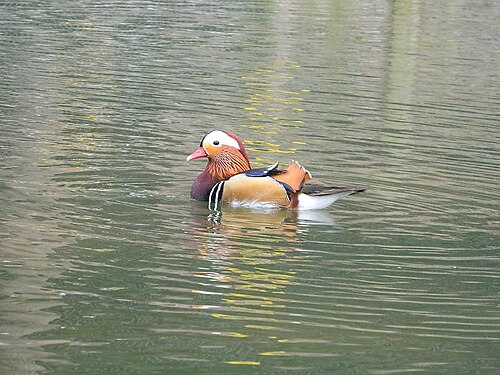 シェプレス野生動物公園のオシドリ