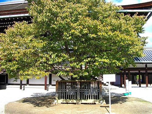 左近の桜