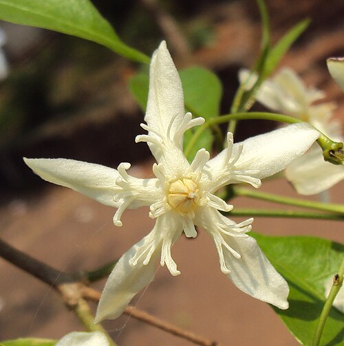 ライトティア・ティンクトリアの一重咲きの花