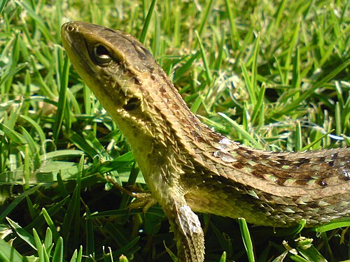 2009 年、チリのサンティアゴで撮影された Lioaemus chilensis の写真