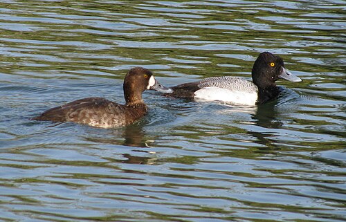 ヒガシガモ（Aythya affinis）