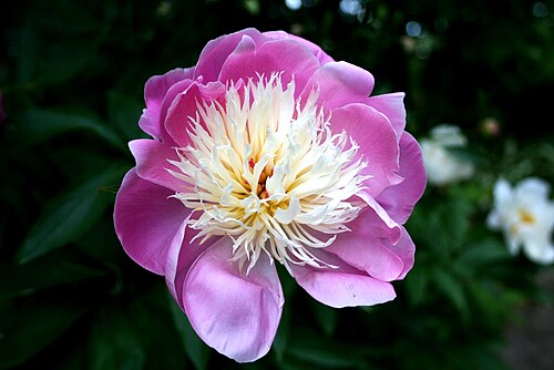 シャクヤク「ボウル・オブ・ビューティー」、アネモネの花