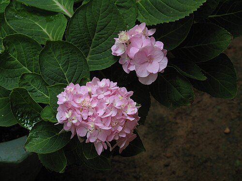 インド、ケララ州のアジサイの花