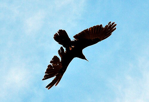 翼を損傷したカラスでも、一見すると容易に飛ぶことができる。
