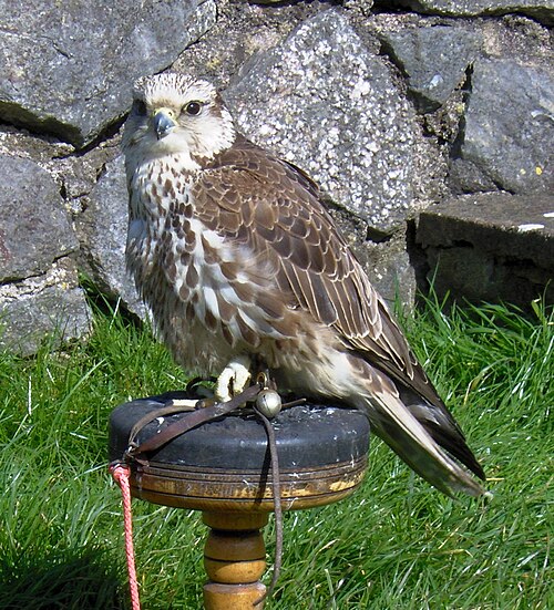 飼育されている鳥、イギリス、チュー・バレー湖