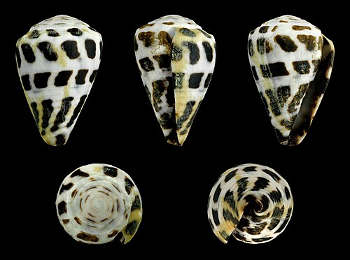 Conus ebraeus リンネ、C.、1758