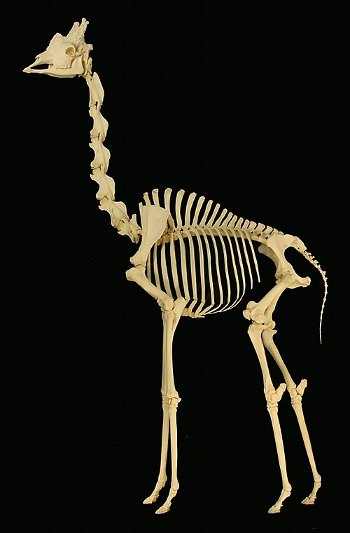 キリンの骨格の写真